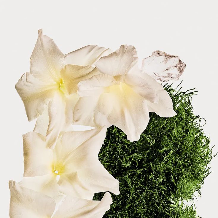 calvin klein ck-one body mist silky cotton musk 236ml