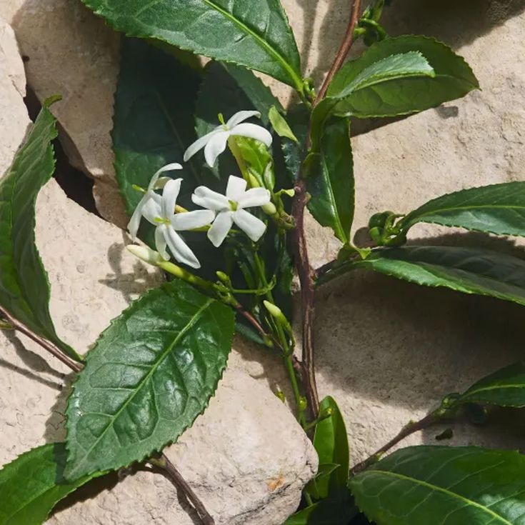 dolce&gabbana light blue capri in love female eau de parfum  dolce&gabbana light blue capri in love female eau de parfum