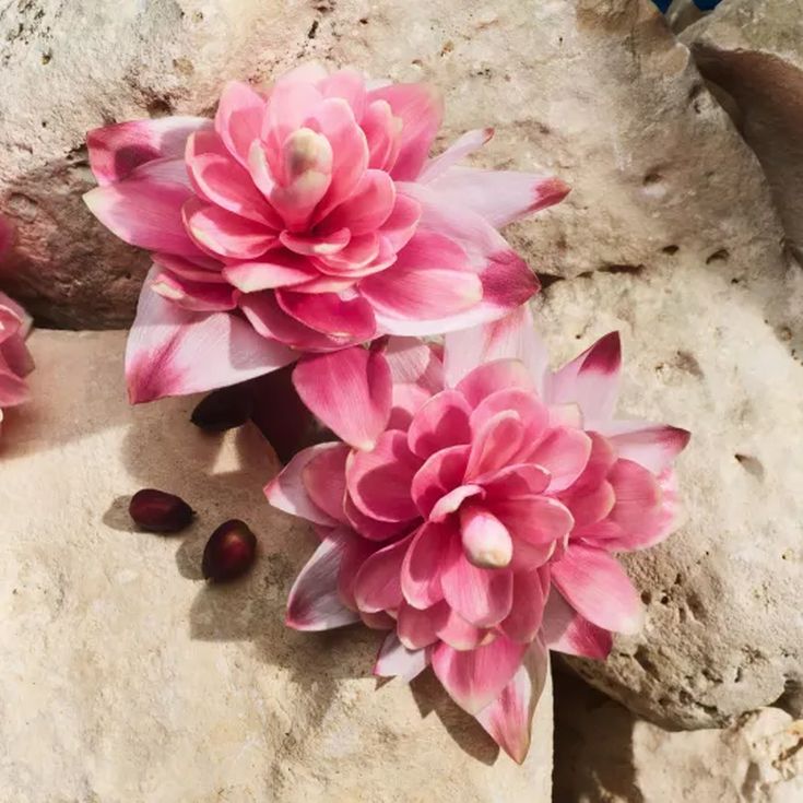 dolce&gabbana light blue capri in love female eau de parfum  dolce&gabbana light blue capri in love female eau de parfum