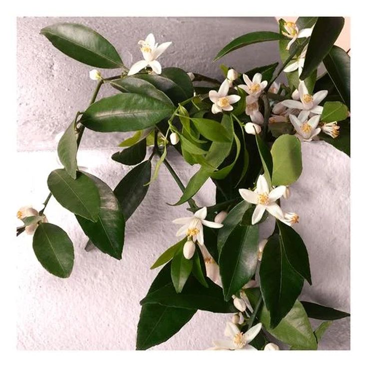 dolce & gabbana devotion eau de parfum intense 100ml cofre 2 piezas