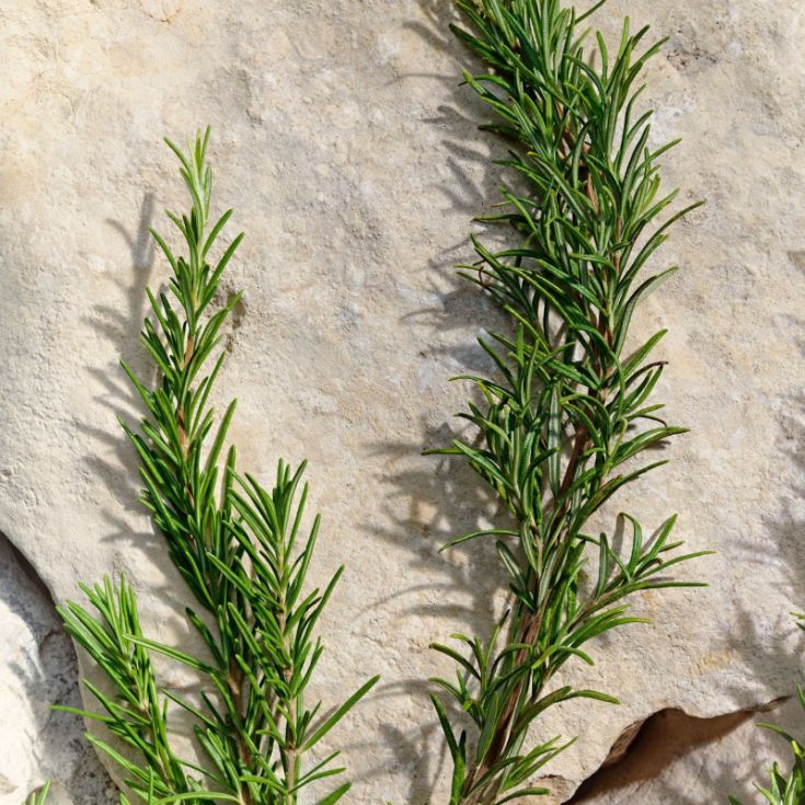 dolce&gabbana light blue hombre eau de toilette dolce&gabbana light blue hombre eau de toilette